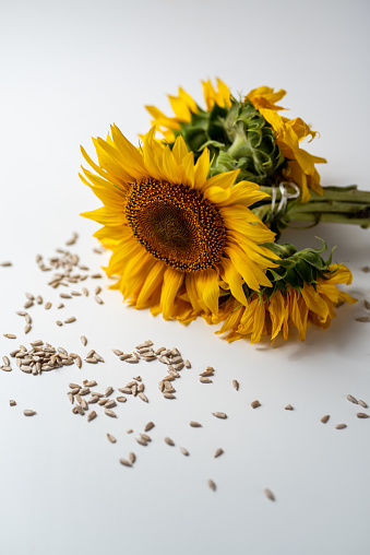 Sunflower with seeds on the white background