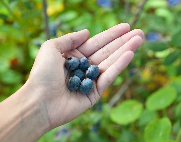istock Organic Blueberries - Grown in the Wild (XXXL) 184330925