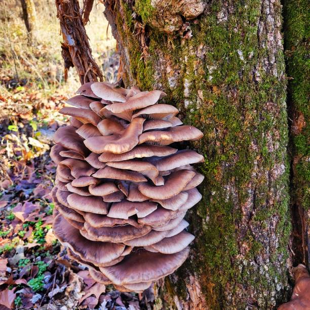 istock Oyster Mushrooms in the Wild 1843314861