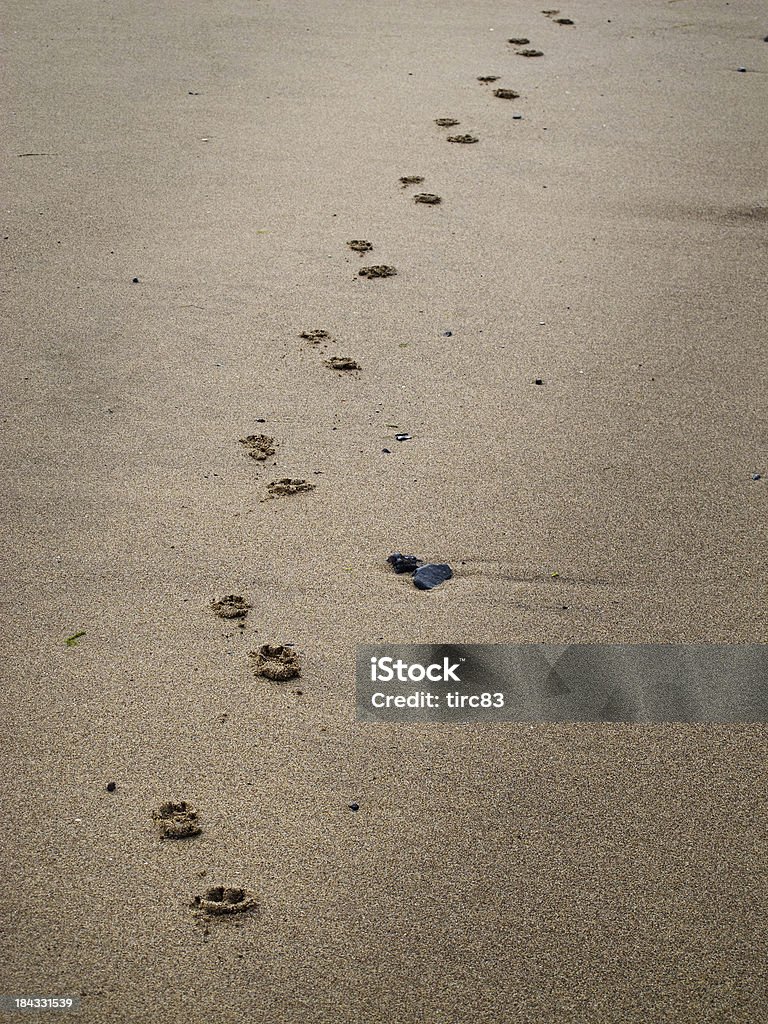 Spiaggia e cane zampa stampe su sabbia - Foto stock royalty-free di Composizione verticale