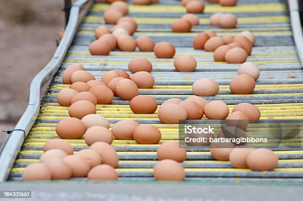 Linha De Produção De Ovos - Fotografias de stock e mais imagens de Abundância - Abundância, Adulto, Agricultor