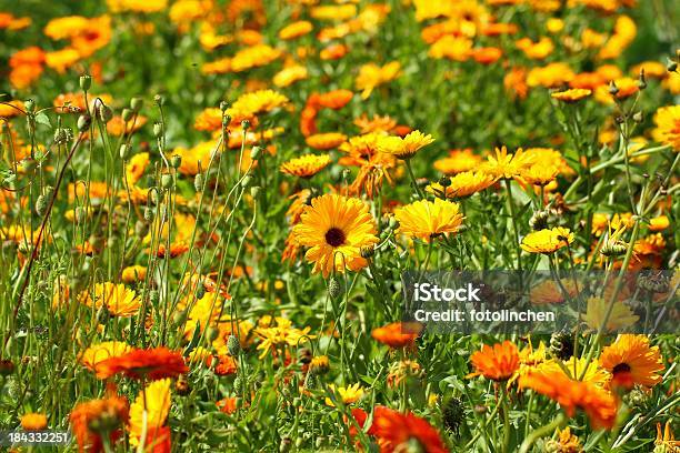 Calendula Officinalis Blüten Stockfoto und mehr Bilder von Aufrechte Studentenblume - Aufrechte Studentenblume, Feld, Formatfüllend