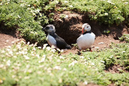 Young immature puffin outside burrow with adult parent
