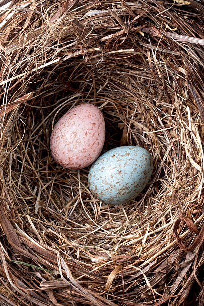 istock Male and female. Eggs in the nest 184332345