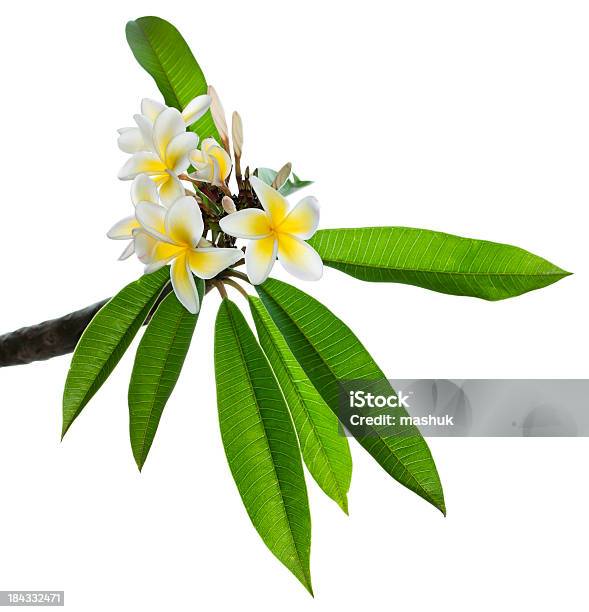 Photo libre de droit de Plumeria banque d'images et plus d'images libres de droit de Fleur - Flore - Fleur - Flore, Collier de fleurs, Îles Hawaï