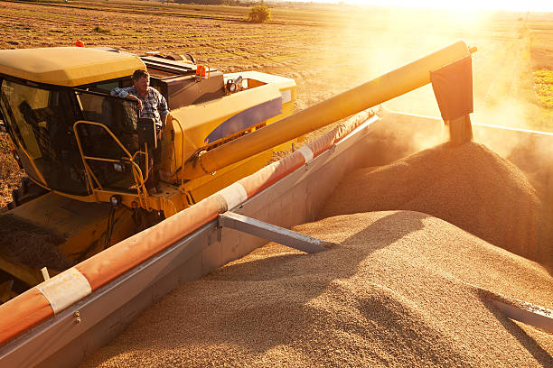 istock Farmer on combine harvester pours grain into a trailer. 184332508