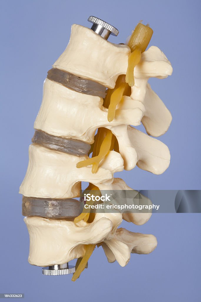 요추골 - 로열티 프리 건강관리와 의술 스톡 사진
