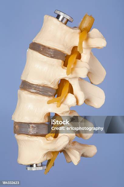 Lumbar Vertebrae Stock Photo - Download Image Now - Anatomical Model, Anatomy, Back