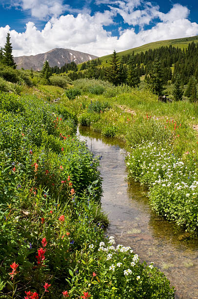 istock Lush Vegitation Along a Mountain Creek 184332723