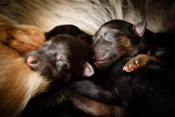 Sleeping Puppies stock photo