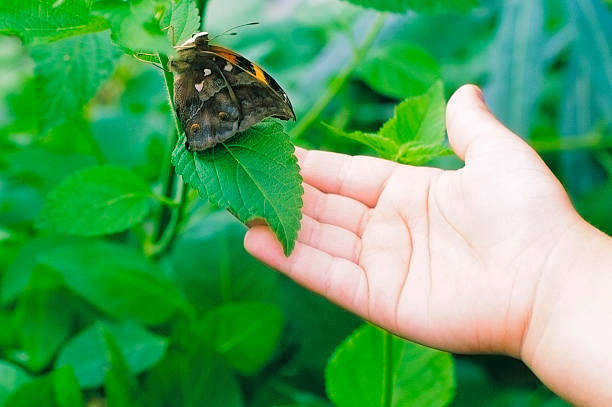 A child caught a white butterfly and held it in his hands for careful observation. Background on biology and natural ecology.
