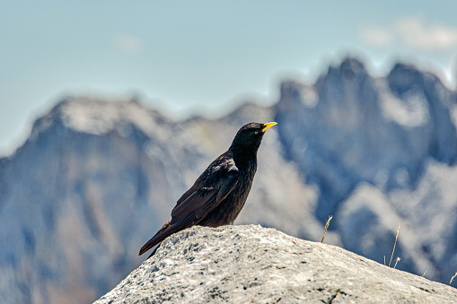 Crow at the top of the mountain in the Picos de Europa, Cantabria, Spain