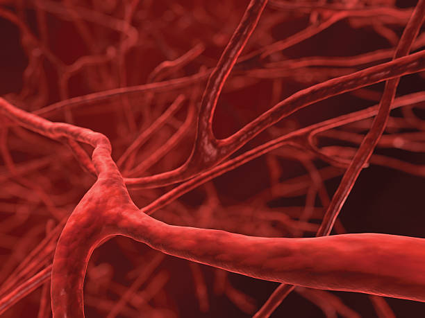 Veins "Cardiovascular system background," cardiovascular system stock pictures, royalty-free photos & images