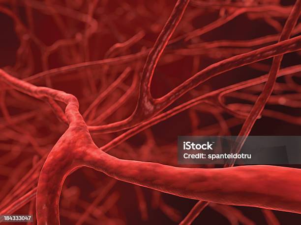 Veias - Fotografias de stock e mais imagens de Vaso sanguíneo - Vaso sanguíneo, Veia, Sistema cardiovascular