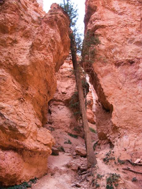 istock Bryce Canyon view in autumn 1843330494