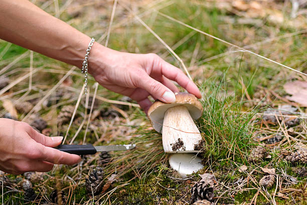 champignon coupe - schnittstelle photos et images de collection