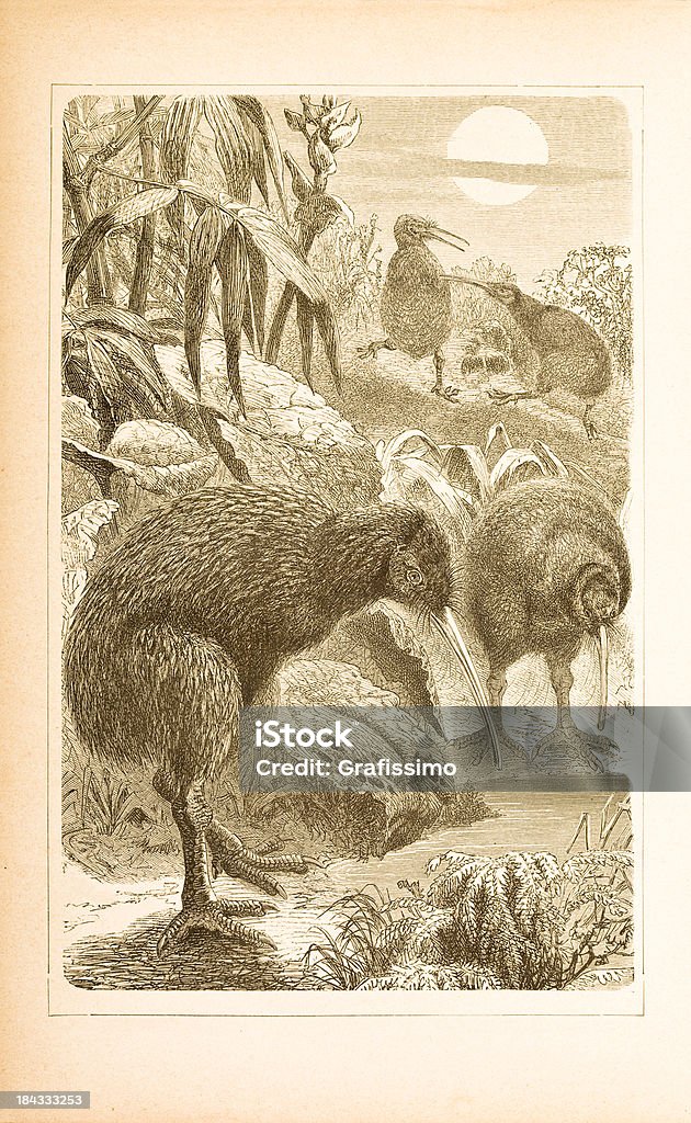 Engraving of kiwi from 1877 "Engraving of kiwi ( Apterix Australis ) 1877 with great detailsOriginal edition from my own archivesSource : ""Meyers Konversations Lexikon""" 18th Century stock illustration