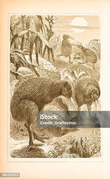Engraving Of Kiwi From 1877 Stock Illustration - Download Image Now - 18th Century, 18th Century Style, Animal