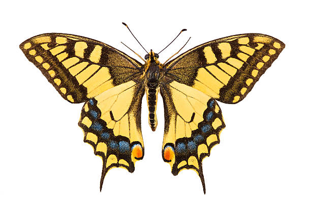 istock Butterfly  XXXL 184333328