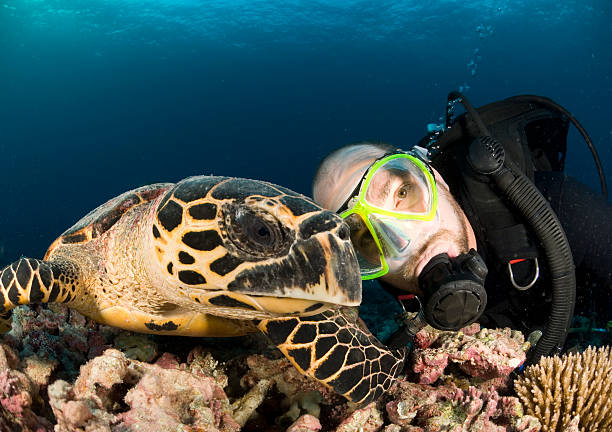 istock scuba diver and sea turtle 184333338