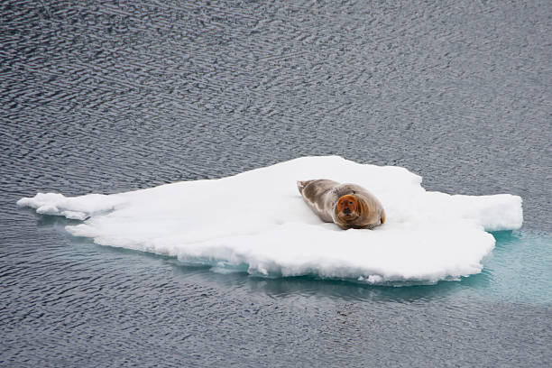 istock Bearded Seal Floating on Sea Ice in the Arctic 184333405