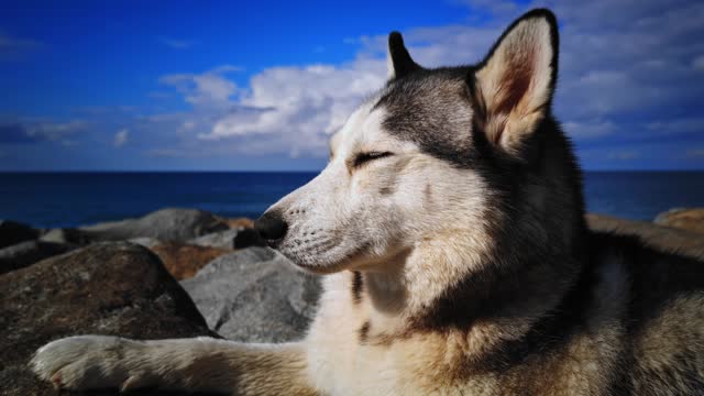 Closeup portrait of relaxed purebred husky lying on stone shore of sea in Batumi