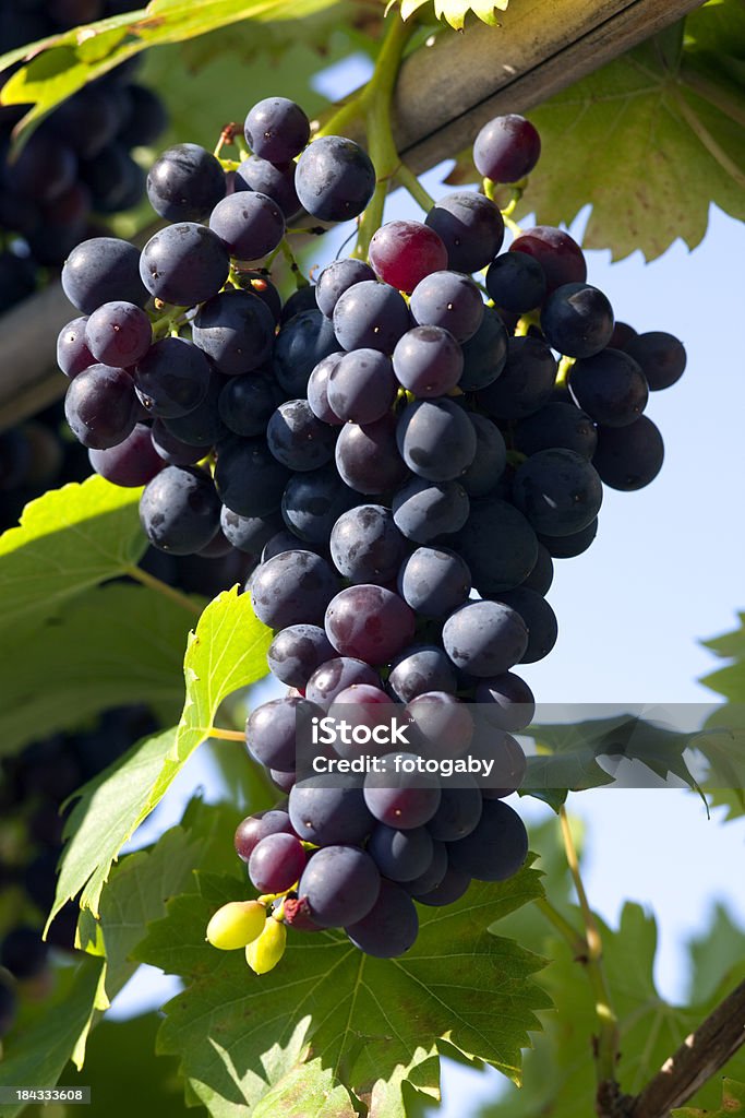 Uva azul vino - Foto de stock de Botellero libre de derechos