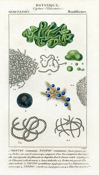 cyanobacteria, historic Illustration, 1816 "Nostoc is a genus of cyanobacteria found in a variety of environmental niches that forms colonies composed of filaments of moniliform cells in a gelatinous sheath.1816-1829, Dictionnaire des Sciences Naturelles, Rare first French edition, Paris, F. G. LevraultArtist is P.J.F TURPIN.1775 - 1840Steel engraving. Original hand coloring. professional high resolution scan with superb details, 1200 dpi, rich colors and contrast." nostoc stock illustrations