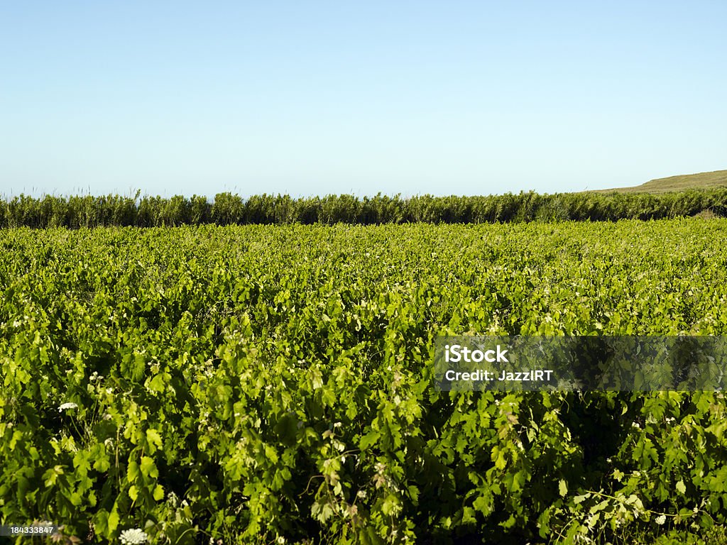 viñedo - Foto de stock de Agricultura libre de derechos