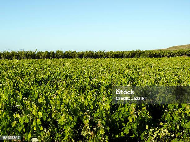 Viñedo Foto de stock y más banco de imágenes de Agricultura - Agricultura, Aislado, Azul