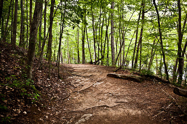 Long path in a green deciduous forest