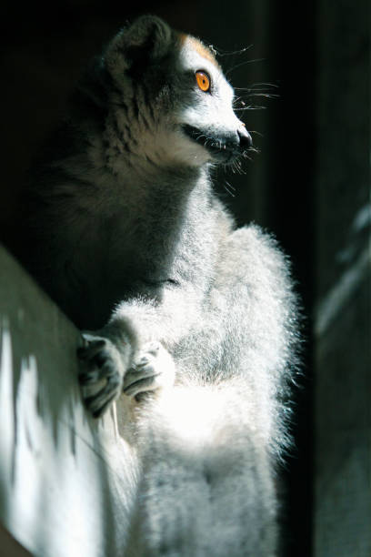 Lemurs of madagascar