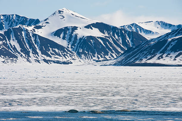 istock Beluga Whales off Svalbard in the Arctic 184334418