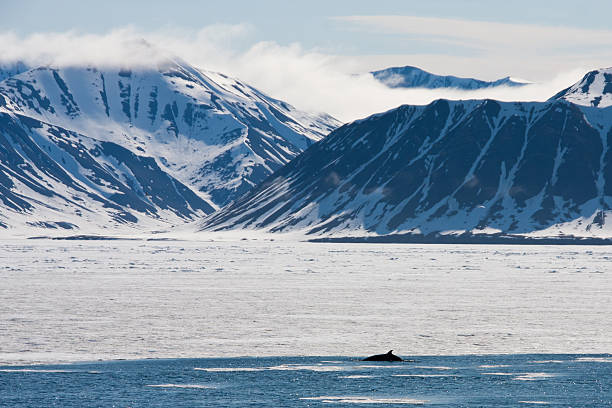 istock Minke Whale off Svalbard in the Arctic 184334421