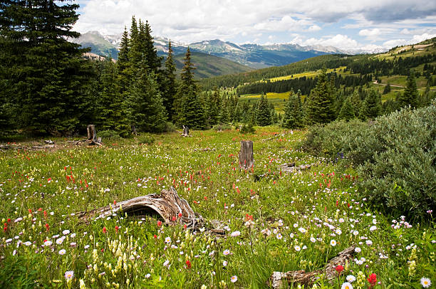 Field of Wildflowers in the Rocky Mountains "A field of wildflowers in the Colorado Rocky Mountains in Breckenridge.  Image captured in August at an elevation of 10,500 feet." tenmile range stock pictures, royalty-free photos & images