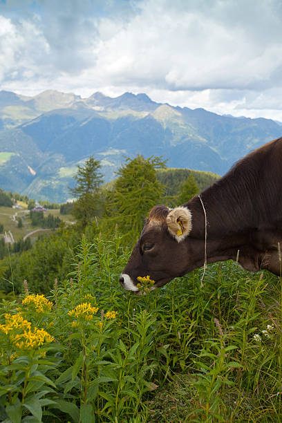 istock Cow in the Alps 184334773