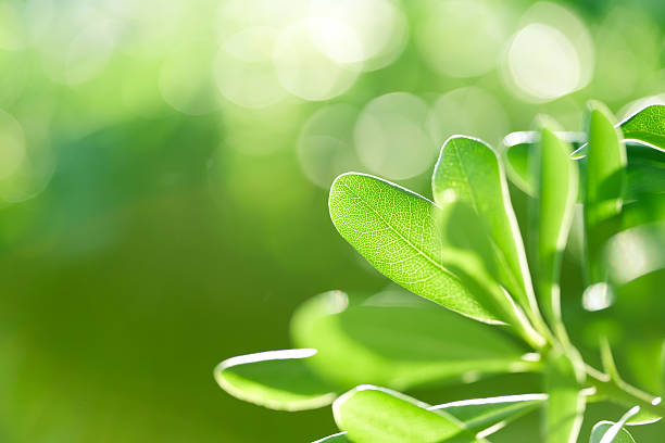 verde natura - new life plant image saturated color foto e immagini stock