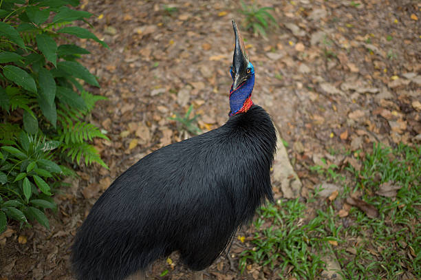 ヒクイドリ鳥 - cassowary australia papua new guinea beak ストックフォトと画像
