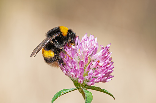 European Common Carder Bumble bee (Bombus pascuorum) feeding on a pink clover flower