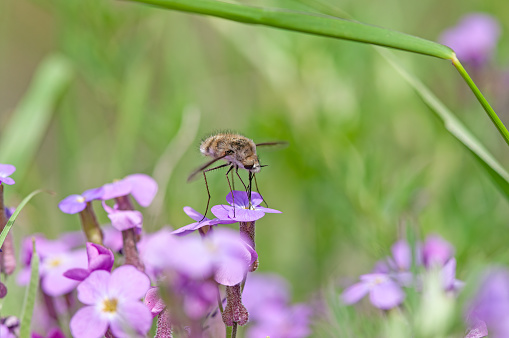 High detail bee flying above a violet wildflower. brown fur. large wings. long stinger like a proboscis. slender legs.