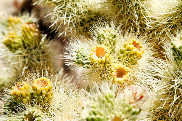 istock Closeup of Cholla cactus, Cylindropuntia fulgida 184335059