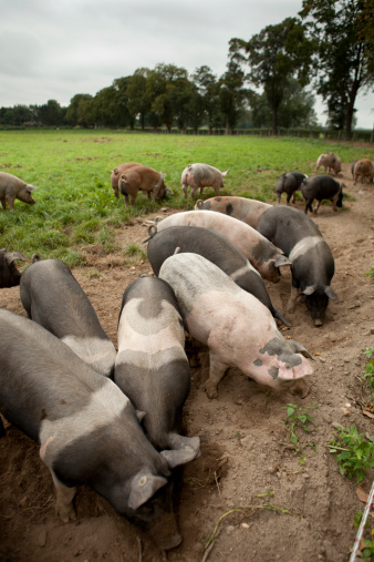 Pigs are looking for food.If you want more images with a farmer please click here.