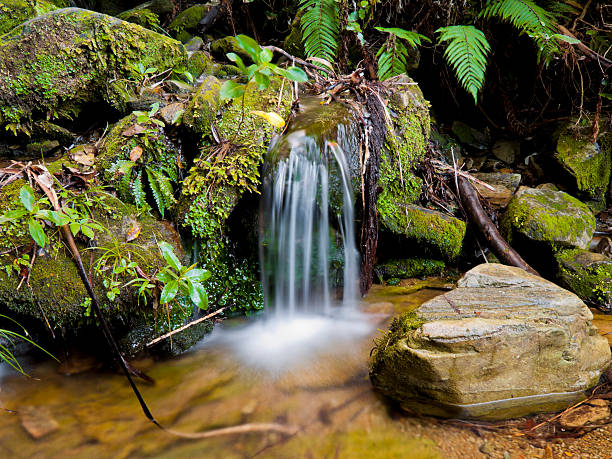 pequeña catarata, pista de la reina charlotte, nueva zelanda - queen charlotte track fotografías e imágenes de stock