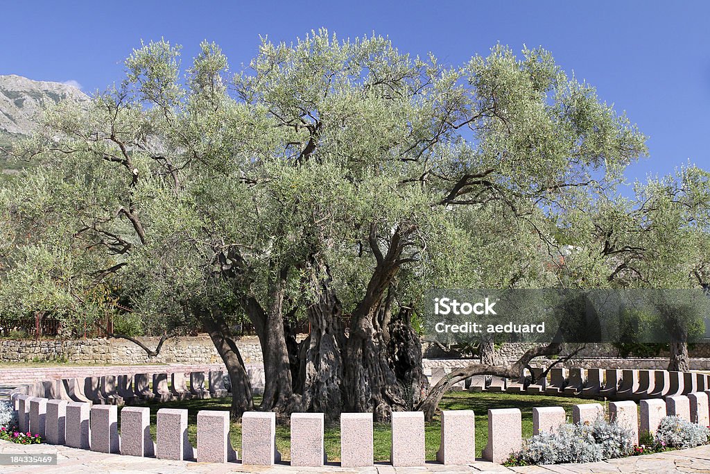 Il più antico ulivo in Europa - Foto stock royalty-free di Albero