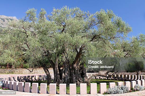 Il Più Antico Ulivo In Europa - Fotografie stock e altre immagini di Albero - Albero, Antivari - Montenegro, Balcani