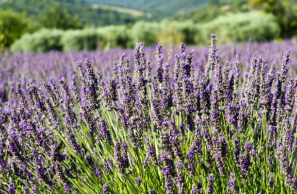 istock Lavender field in Provence, France 184335512