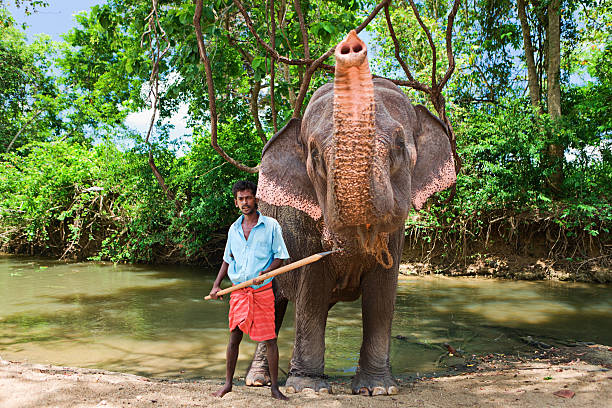 istock Mahout bathing his elephant in the river 184335682