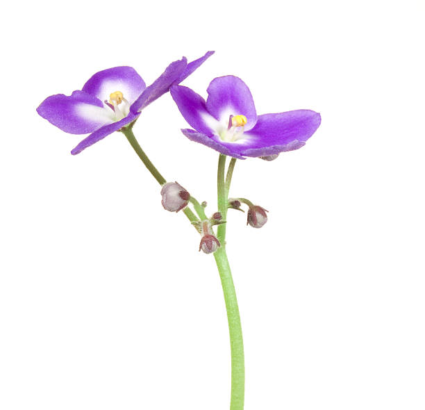 Saintpaulia. Flower on a white background. stamen purple african violet clipping path stock pictures, royalty-free photos & images