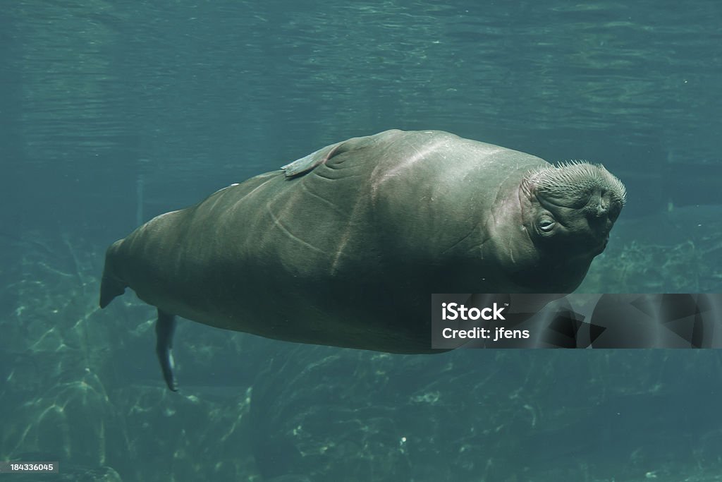 Walrus Unterwasser Schwimmen auf den Kopf gestellt - Lizenzfrei Walross Stock-Foto