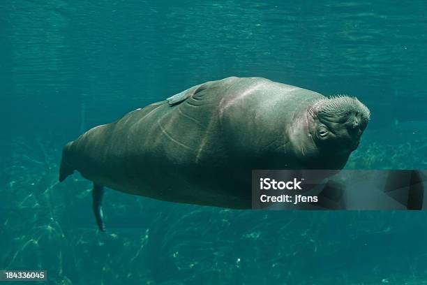 Walrus Unterwasser Schwimmen Auf Den Kopf Gestellt Stockfoto und mehr Bilder von Walross - Walross, Schwimmen, Unterwasseraufnahme